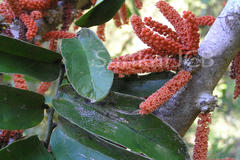 Scleropyrum pentandrum